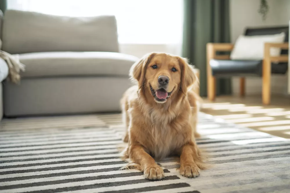 A happy golden retriever dog lies on a striped rug in a sunlit living room.